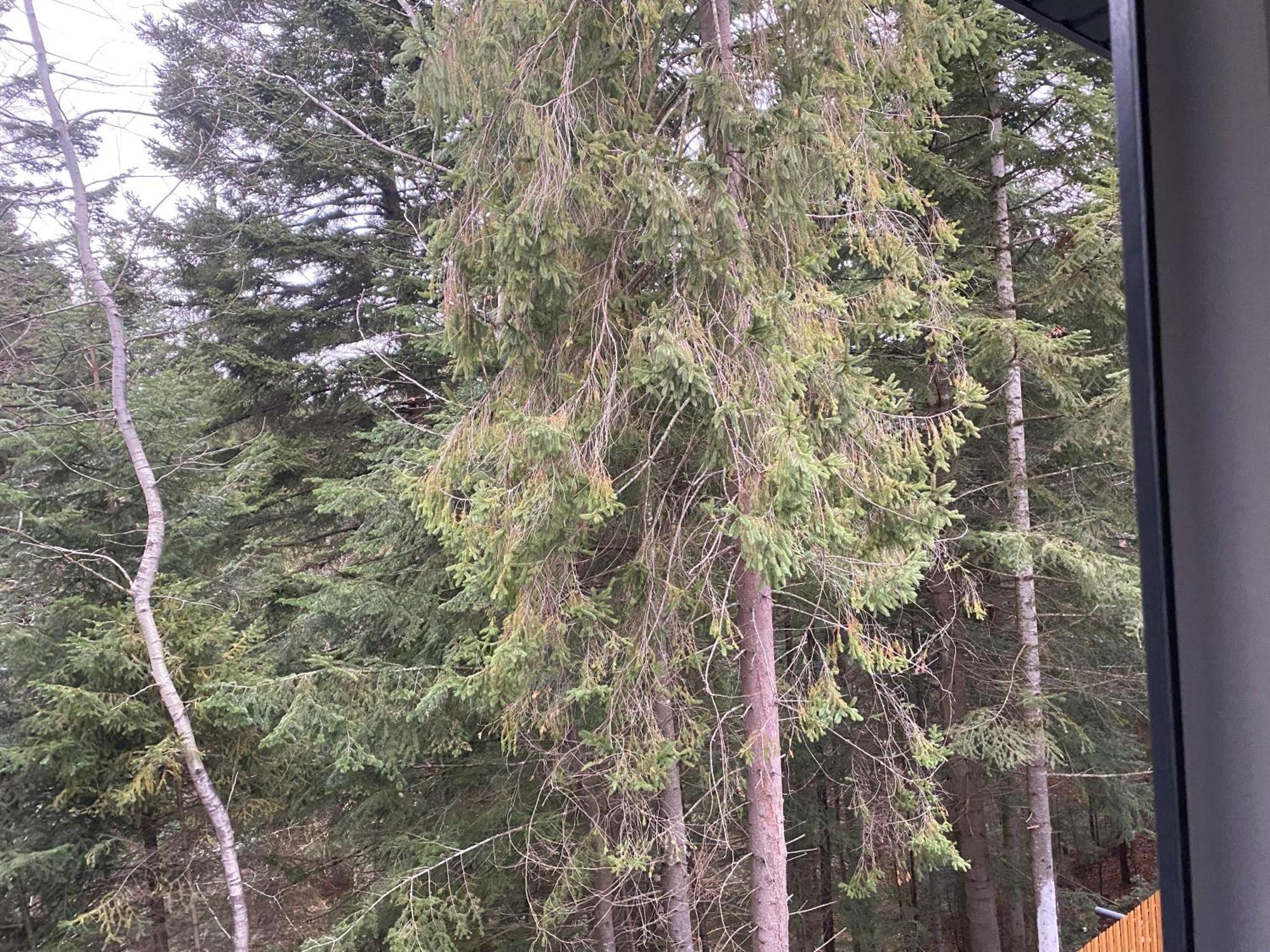 Aparthotel Феєрія Лісу Skhidnytsia Esterno foto